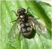 Réf. 183 885 : Portevinia maculata